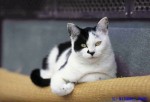 『岩合光昭　島の猫 』北海道から沖縄まで、美しい島でのびのび暮らす猫の姿を収めた珠玉の一冊