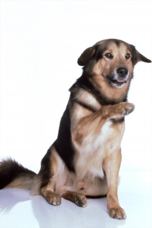 アメリカ、バレットさん家の飼い犬が裁判の陪審員として召喚される!?