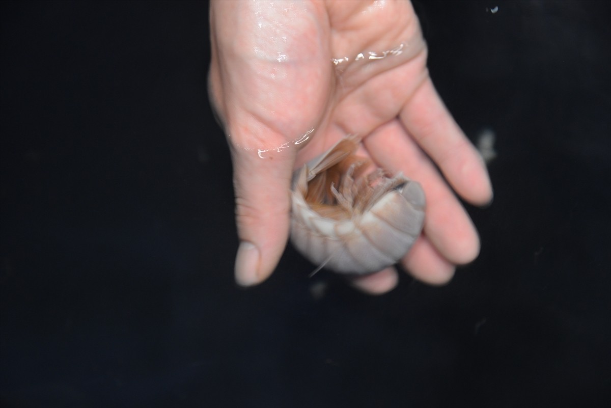 ニコニコ超会議3に行ってみたフォト特集！コンパニオン・ふなっしー・進撃の巨人まで