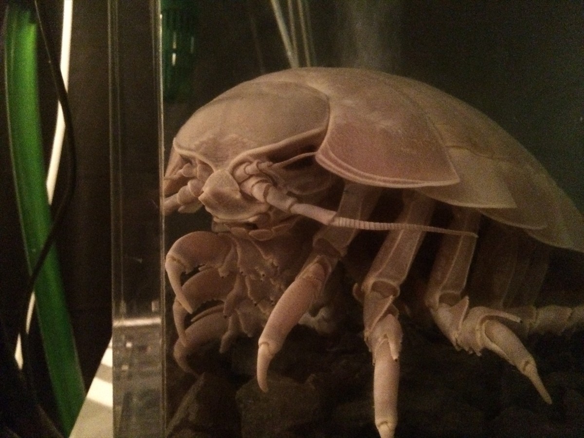 ニコニコ超会議3に行ってみたフォト特集！コンパニオン・ふなっしー・進撃の巨人まで