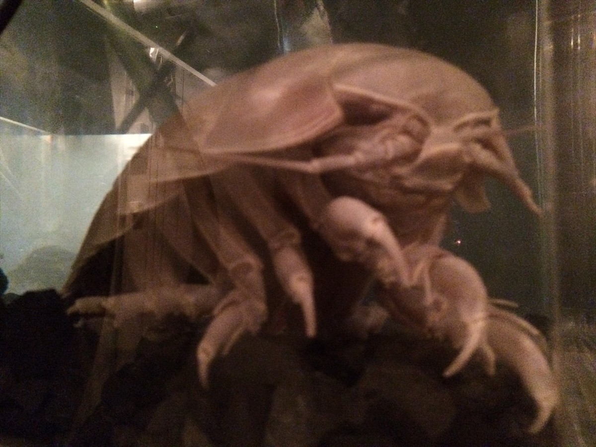 ニコニコ超会議3に行ってみたフォト特集！コンパニオン・ふなっしー・進撃の巨人まで