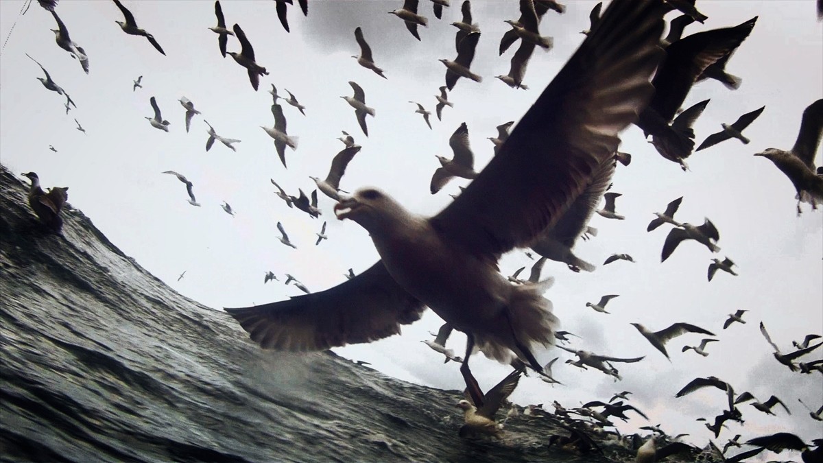 世界の映画祭で話題騒然、海洋ドキュメンタリー『リヴァイアサン』公開決定