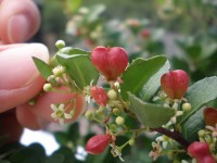 母の日には、ちょっと変わったハートのなる木「ハートツリー」はいかが？