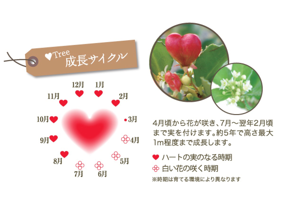 世にも珍しいハートのなる木「ハートツリー」が大人気！ 母の日限定版も販売