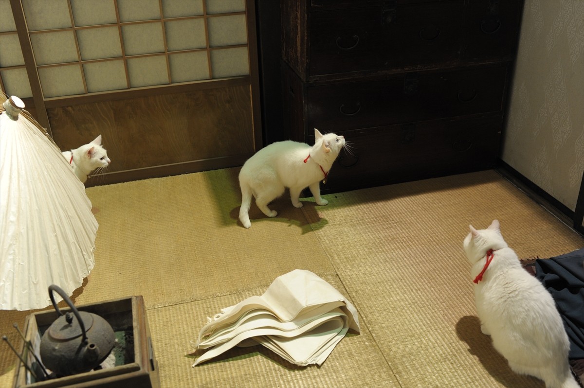 『猫侍』3匹が遂に集合「天使すぎる玉之丞」初公開！　BD＆DVD発売記念