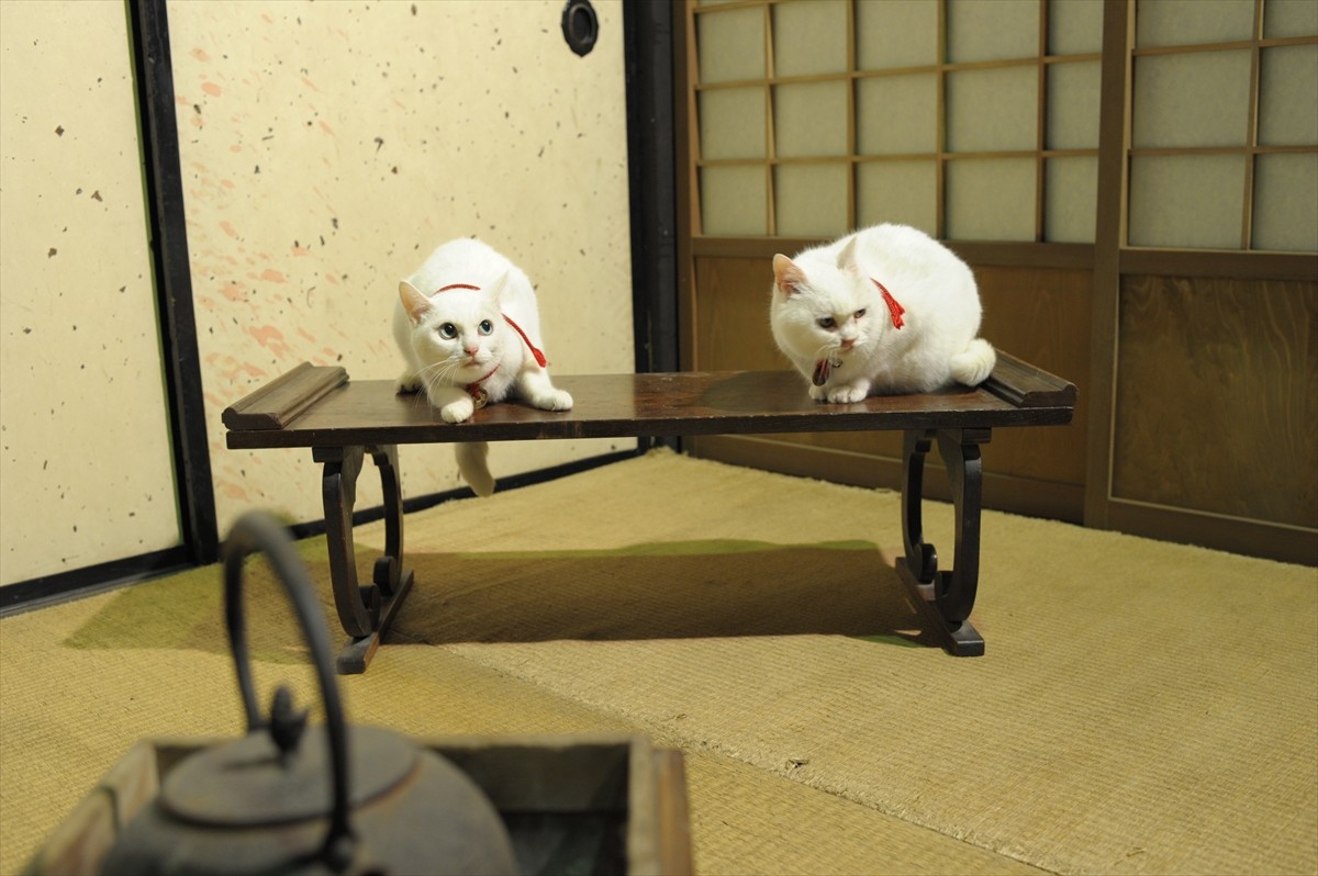 『猫侍』3匹が遂に集合「天使すぎる玉之丞」初公開！　BD＆DVD発売記念