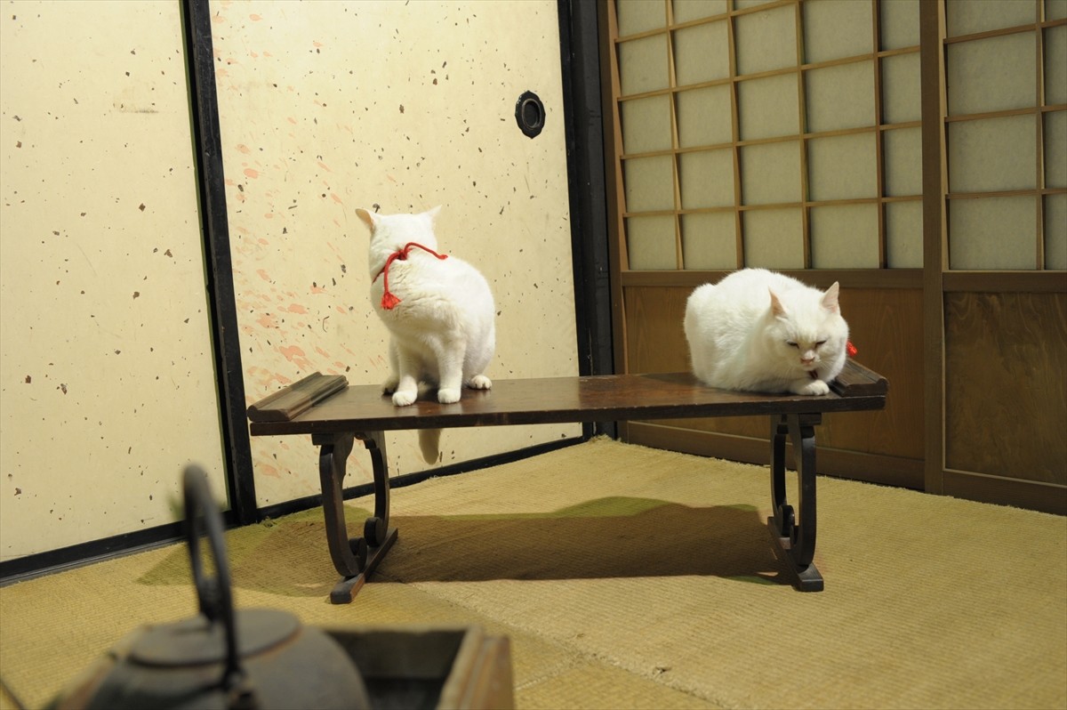 『猫侍』3匹が遂に集合「天使すぎる玉之丞」初公開！　BD＆DVD発売記念