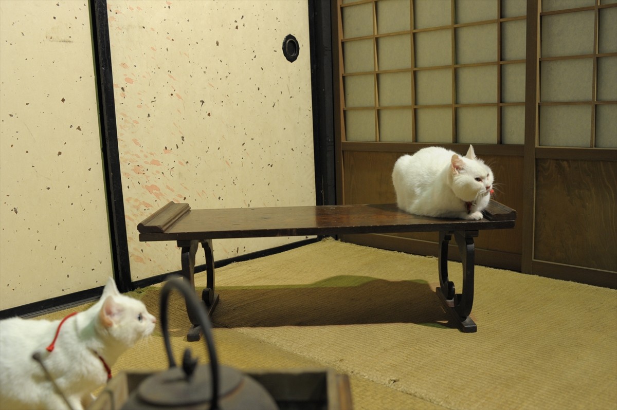 『猫侍』3匹が遂に集合「天使すぎる玉之丞」初公開！　BD＆DVD発売記念
