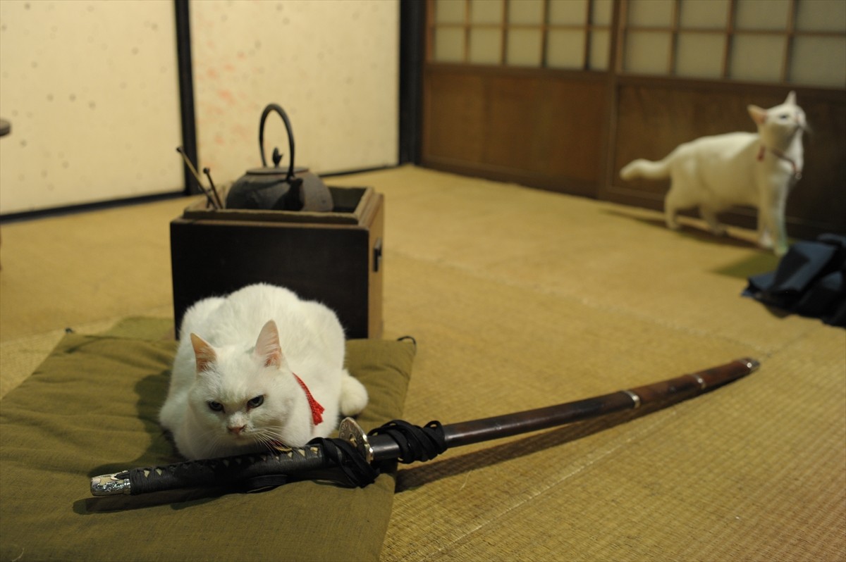 『猫侍』3匹が遂に集合「天使すぎる玉之丞」初公開！　BD＆DVD発売記念