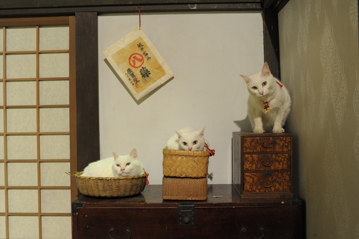 『猫侍』3匹が遂に集合「天使すぎる玉之丞」初公開！　BD＆DVD発売記念
