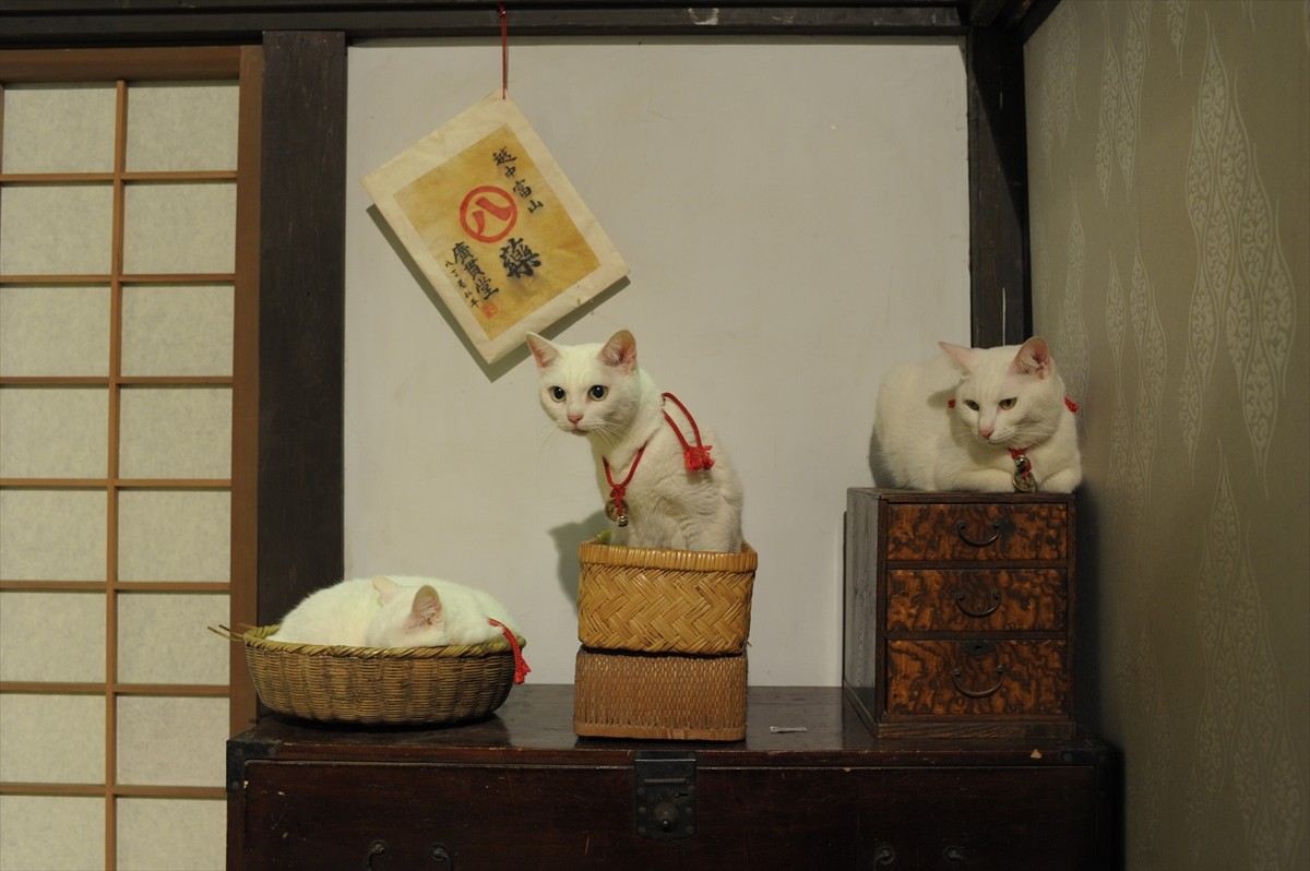 『猫侍』3匹が遂に集合「天使すぎる玉之丞」初公開！　BD＆DVD発売記念