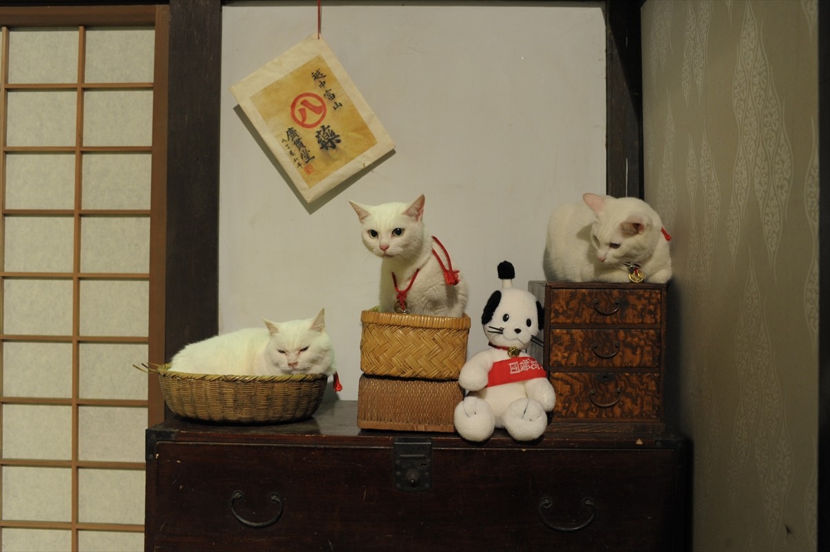 『猫侍』3匹が遂に集合「天使すぎる玉之丞」初公開！　BD＆DVD発売記念
