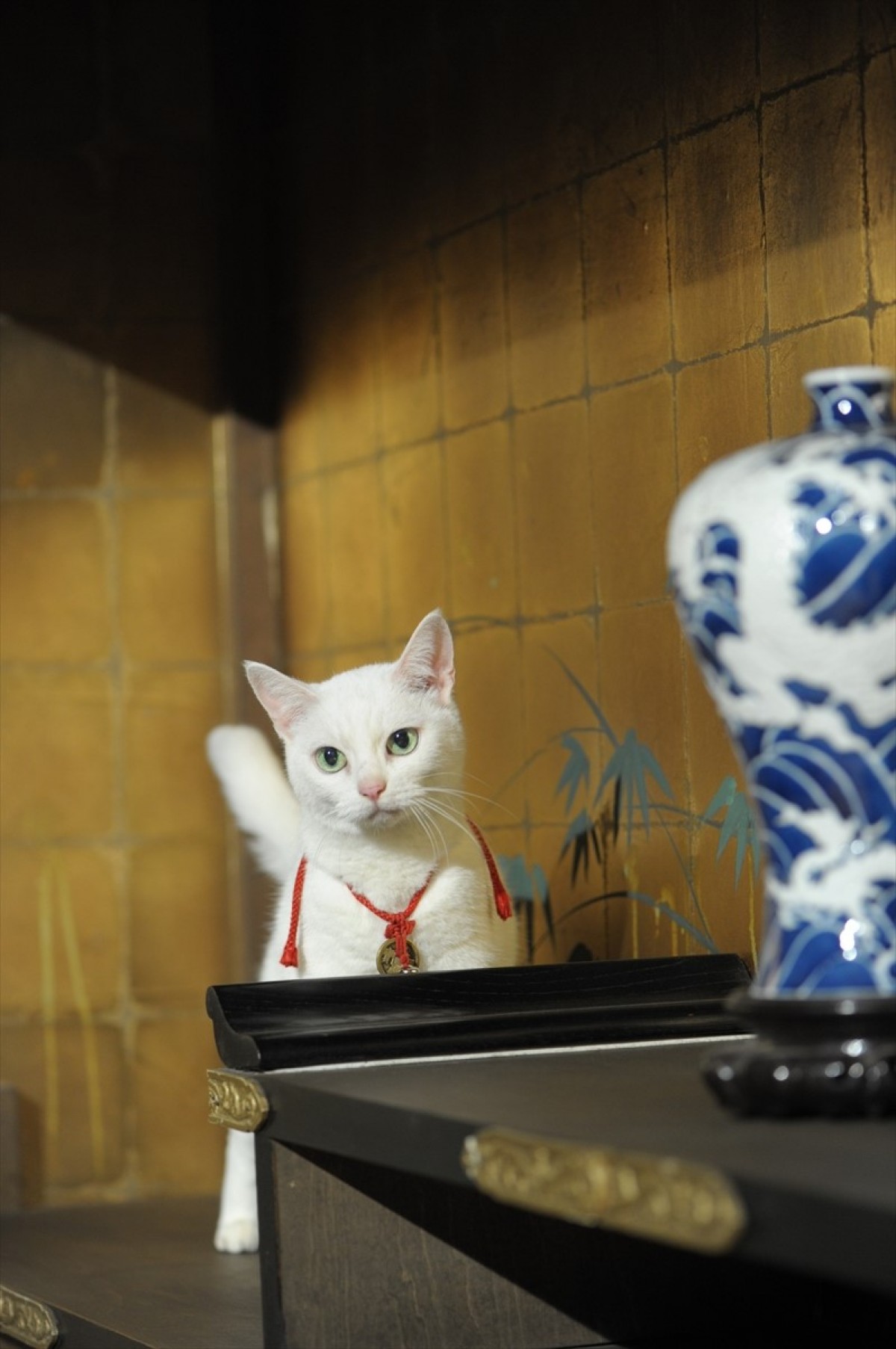 『猫侍』3匹が遂に集合「天使すぎる玉之丞」初公開！　BD＆DVD発売記念