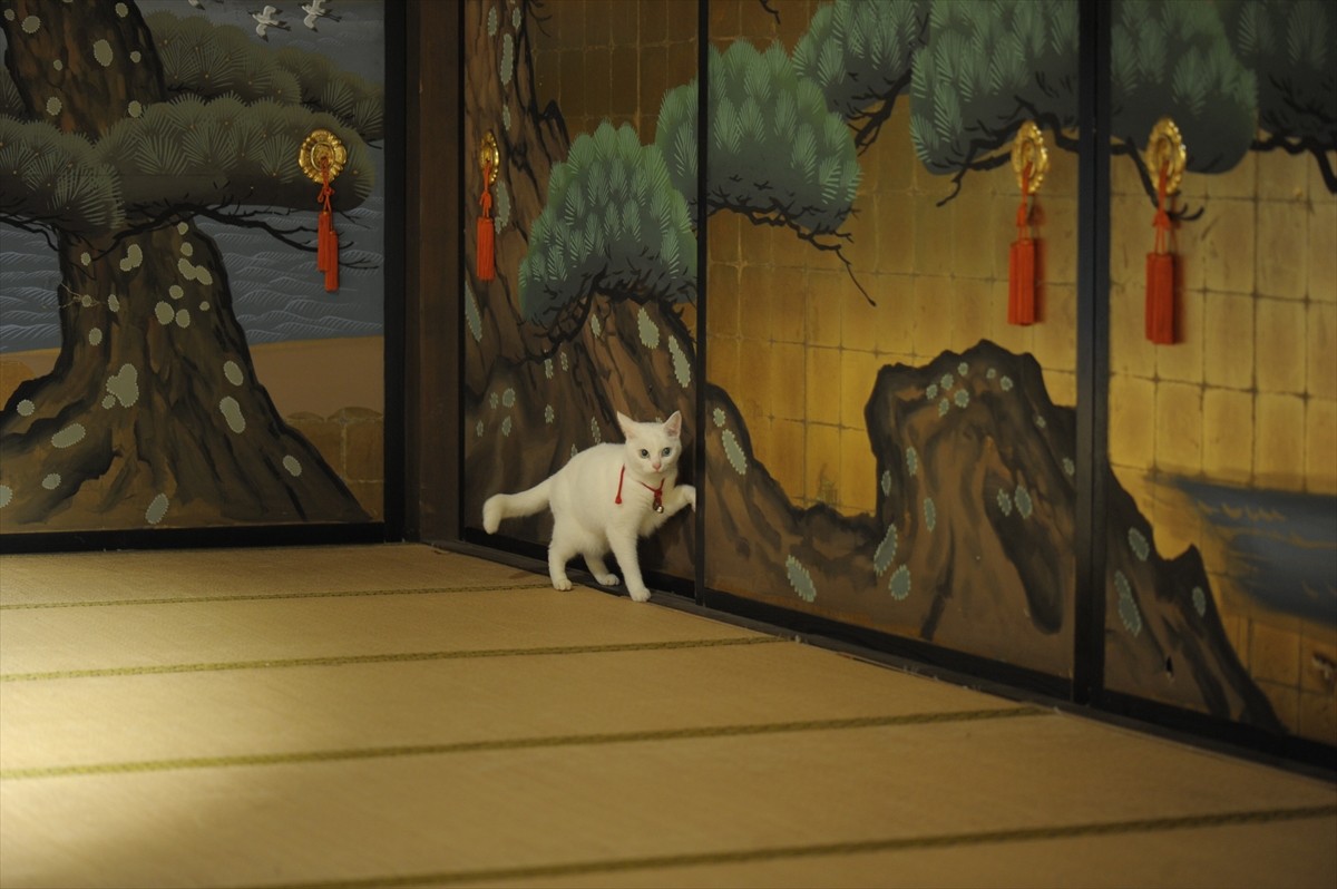 『猫侍』3匹が遂に集合「天使すぎる玉之丞」初公開！　BD＆DVD発売記念