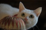 劇場版『猫侍』ブルーレイ＆DVD発売・レンタル決定記念　遂に3匹の玉之丞が集結した！初公開「天使すぎる玉之丞」