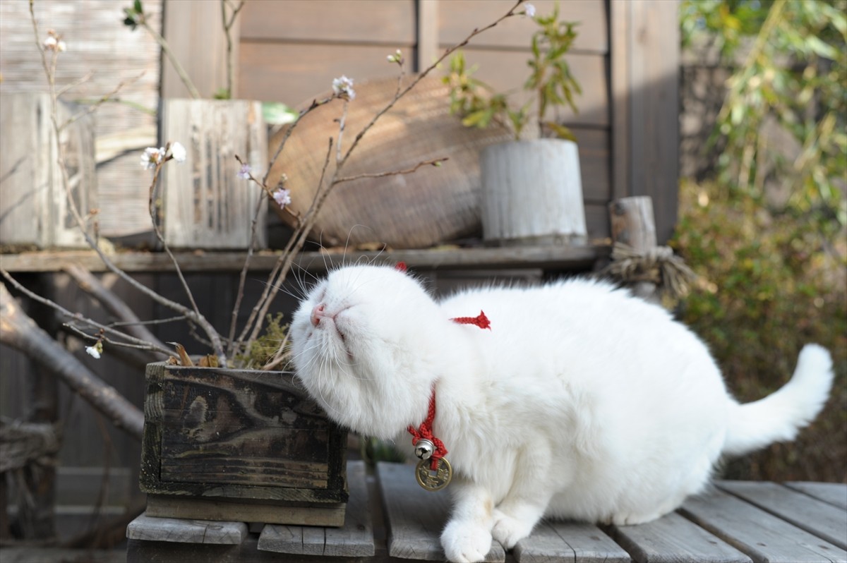 『猫侍』3匹が遂に集合「天使すぎる玉之丞」初公開！　BD＆DVD発売記念