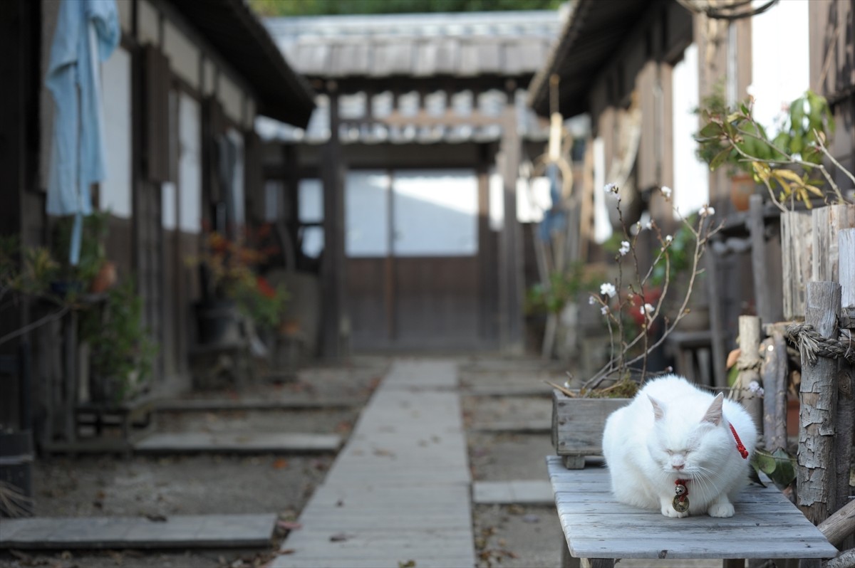 『猫侍』3匹が遂に集合「天使すぎる玉之丞」初公開！　BD＆DVD発売記念
