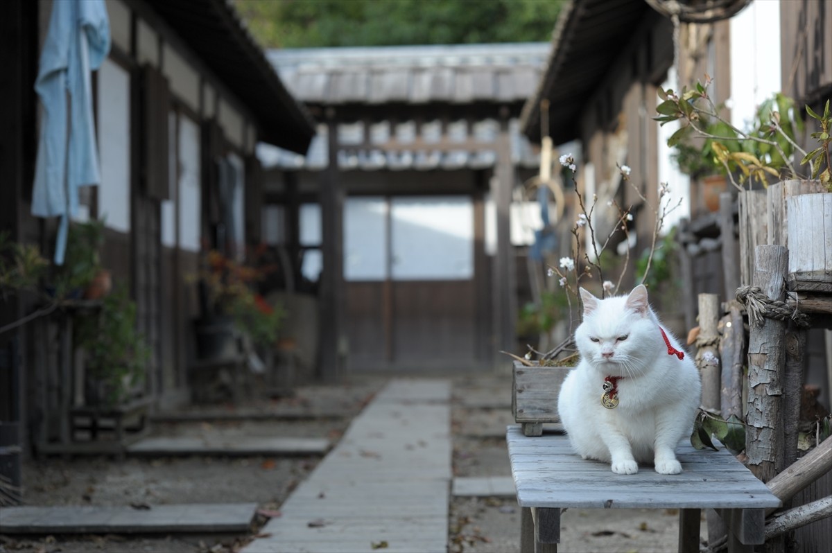 『猫侍』3匹が遂に集合「天使すぎる玉之丞」初公開！　BD＆DVD発売記念