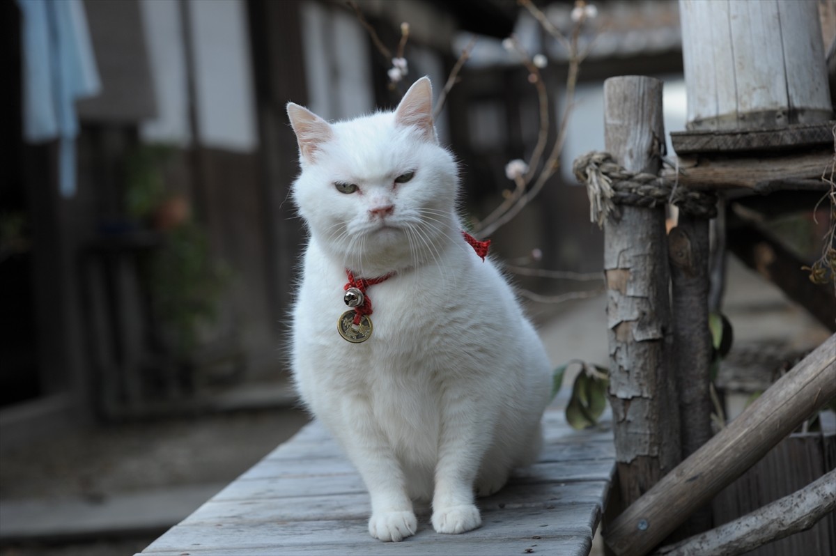 『猫侍』3匹が遂に集合「天使すぎる玉之丞」初公開！　BD＆DVD発売記念
