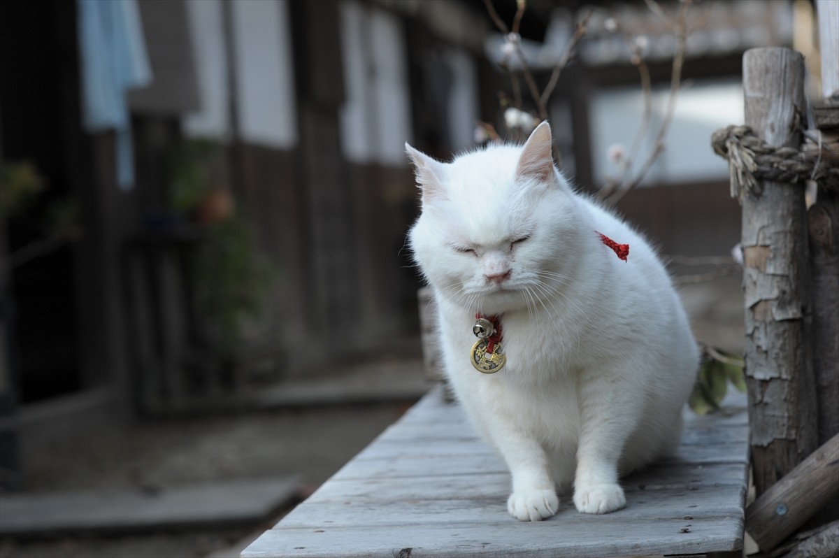 『猫侍』3匹が遂に集合「天使すぎる玉之丞」初公開！　BD＆DVD発売記念