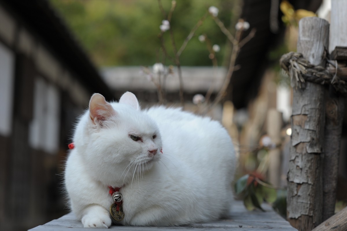 『猫侍』3匹が遂に集合「天使すぎる玉之丞」初公開！　BD＆DVD発売記念