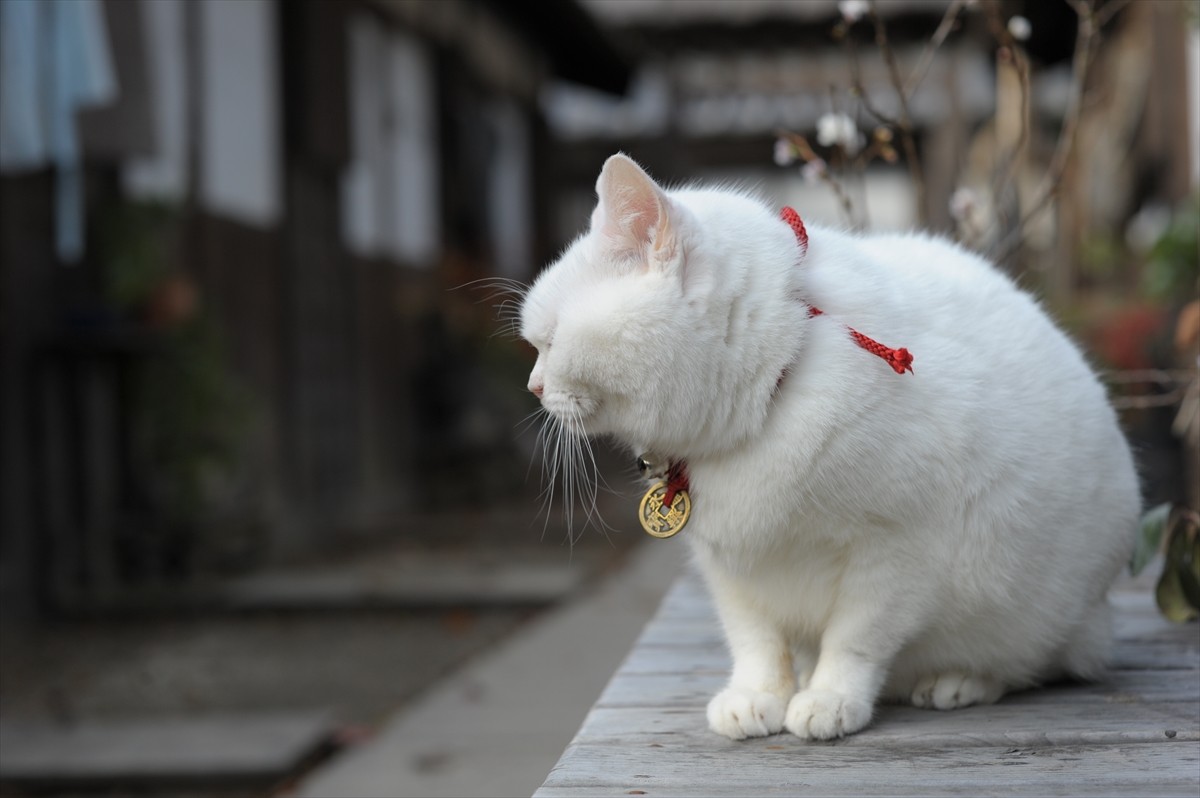 『猫侍』3匹が遂に集合「天使すぎる玉之丞」初公開！　BD＆DVD発売記念