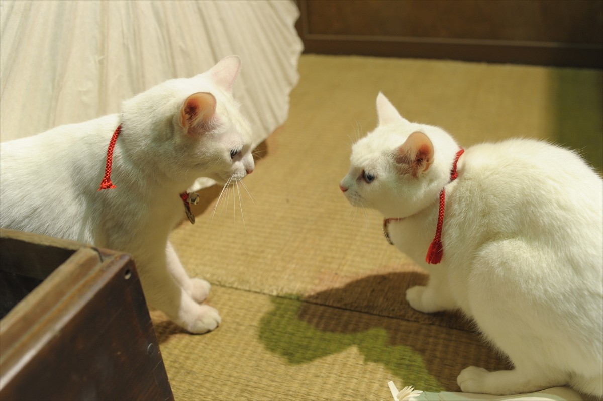 『猫侍』3匹が遂に集合「天使すぎる玉之丞」初公開！　BD＆DVD発売記念