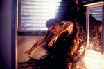 『スピーシーズ／種の起源』（1995年日本公開）