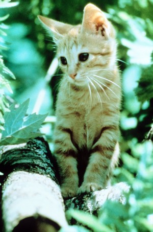 猫がパトカーに飛び乗った！その理由は…パトカーを運転したかったから？