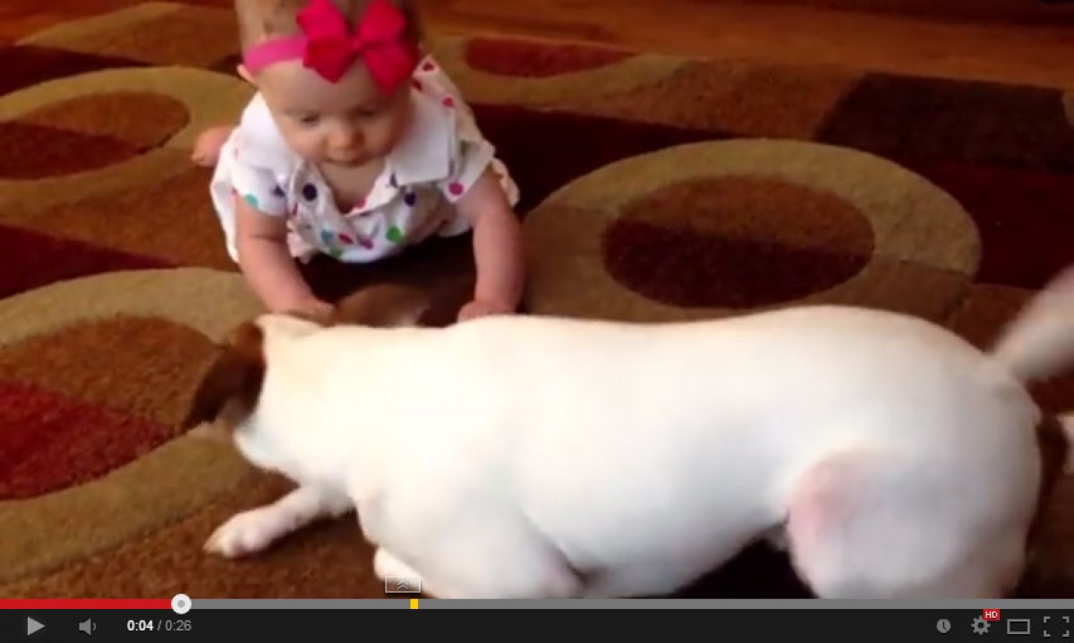 犬が赤ちゃんに“ハイハイ”を教える動画が世界で人気！おもしろ可愛い特訓にほっこり