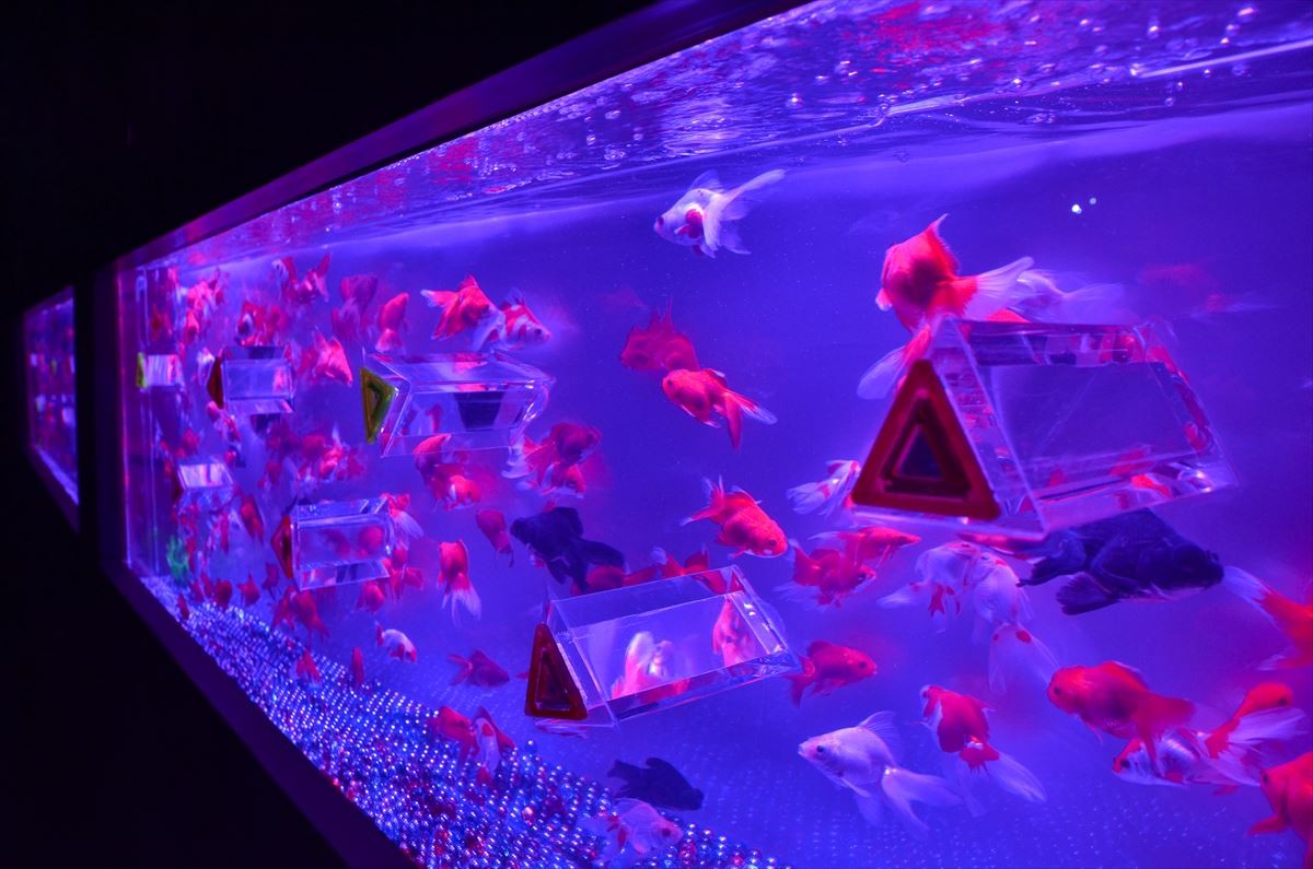 5000匹の金魚と光が幻想的な世界を演出！新感覚の水中アートが日本橋に出現！