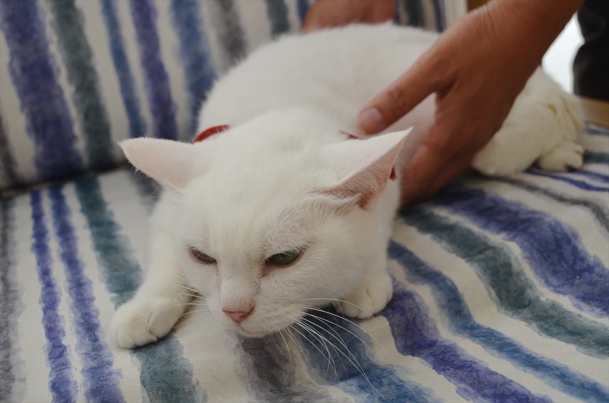 『猫侍』あなご、知られざる生い立ちとは？北村一輝をもメロメロにした白猫の魅力に迫る