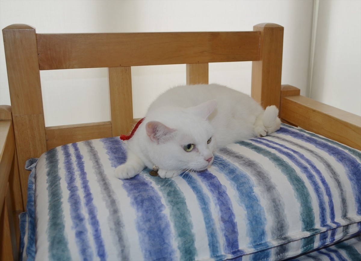 『猫侍』あなご、知られざる生い立ちとは？北村一輝をもメロメロにした白猫の魅力に迫る