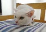 『猫侍』あなごインタビュー