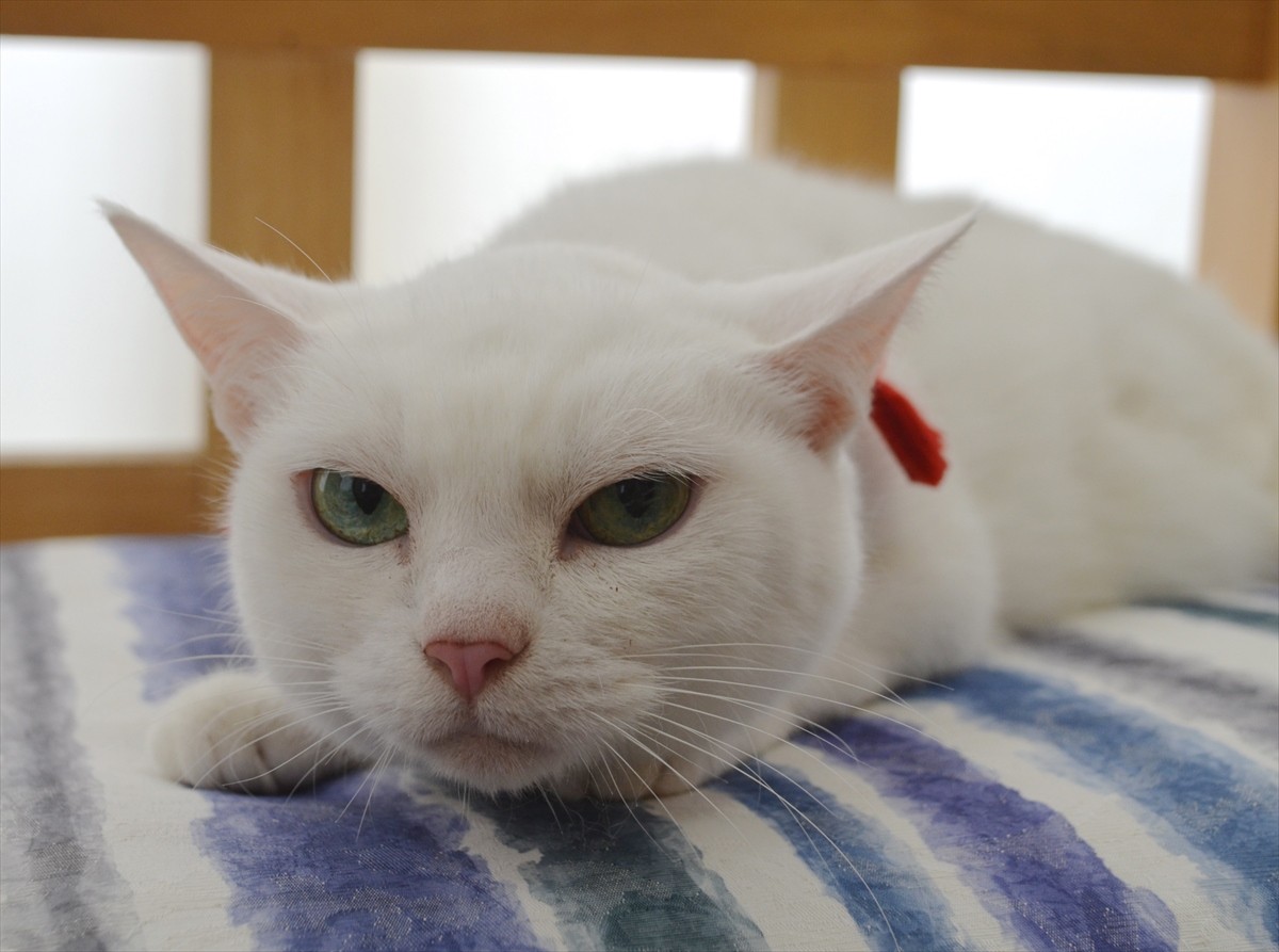 『猫侍』あなご、知られざる生い立ちとは？北村一輝をもメロメロにした白猫の魅力に迫る