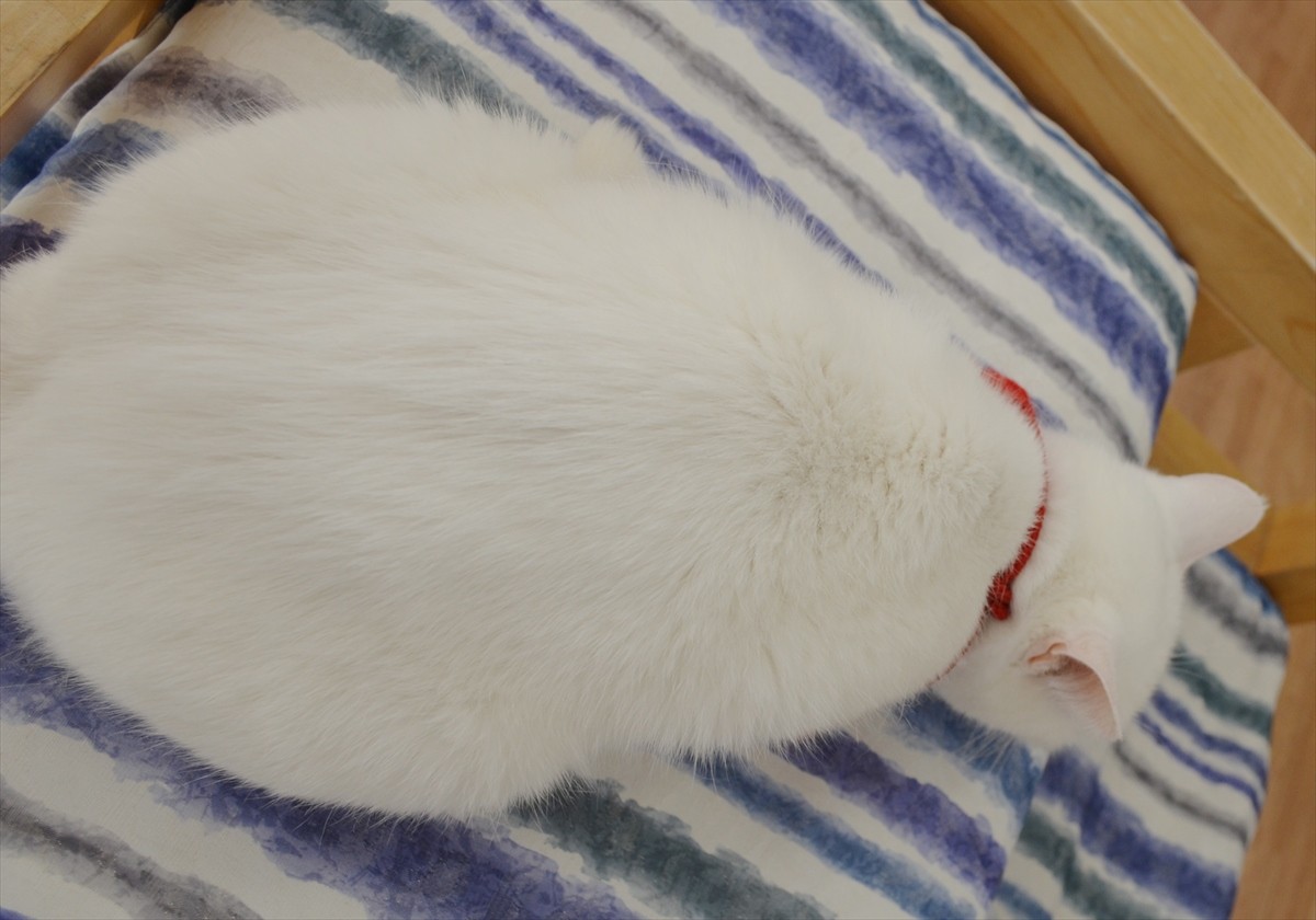 『猫侍』あなご、知られざる生い立ちとは？北村一輝をもメロメロにした白猫の魅力に迫る