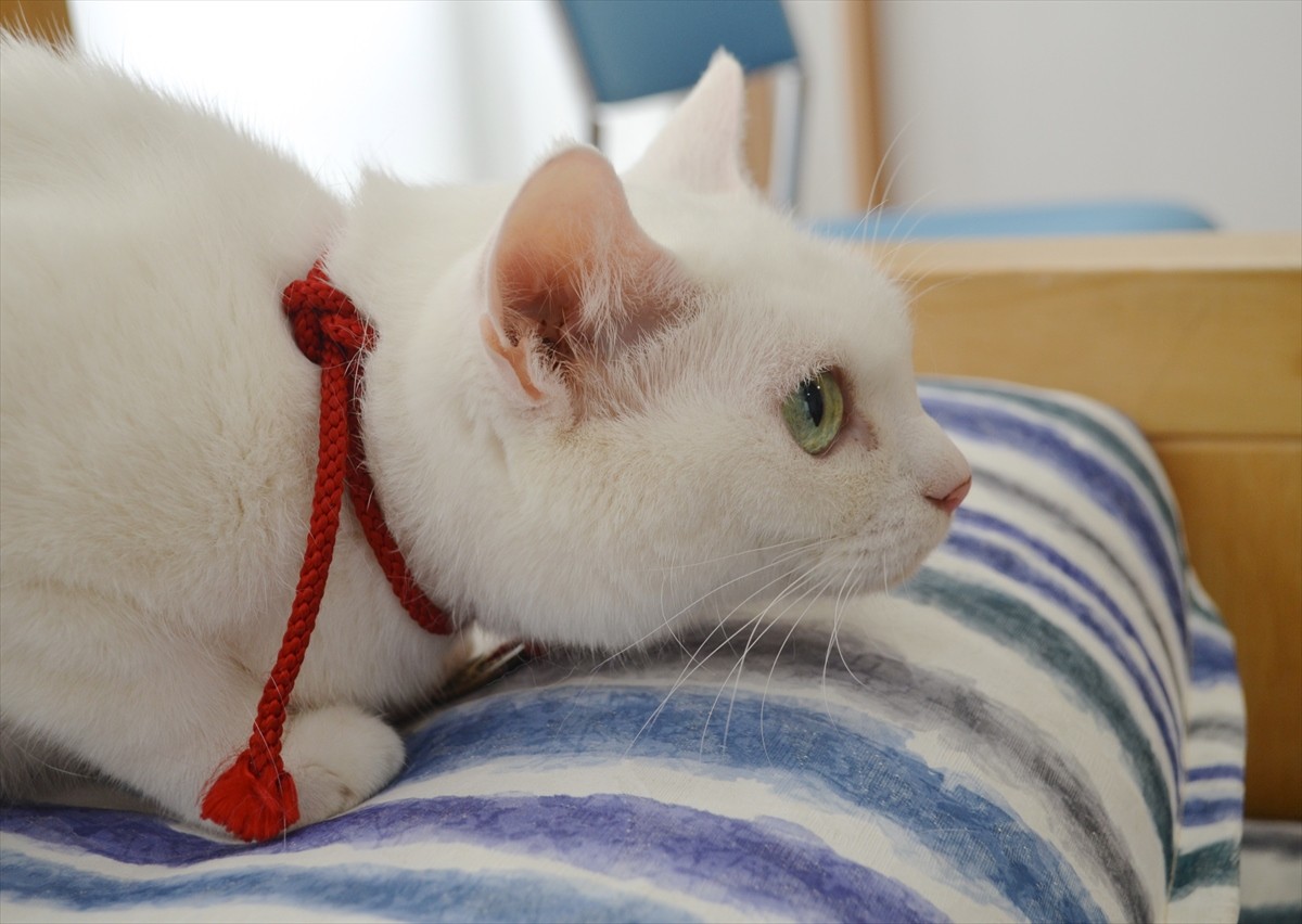 『猫侍』あなご、知られざる生い立ちとは？北村一輝をもメロメロにした白猫の魅力に迫る