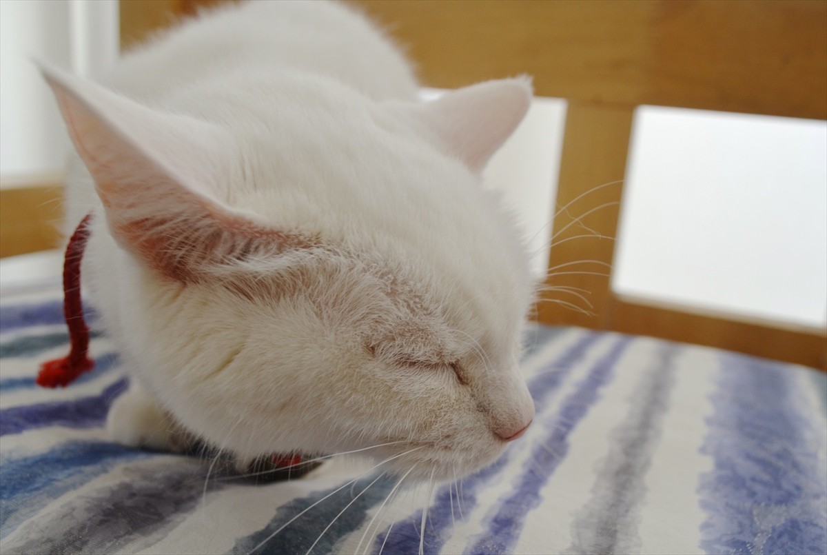 『猫侍』あなご、知られざる生い立ちとは？北村一輝をもメロメロにした白猫の魅力に迫る