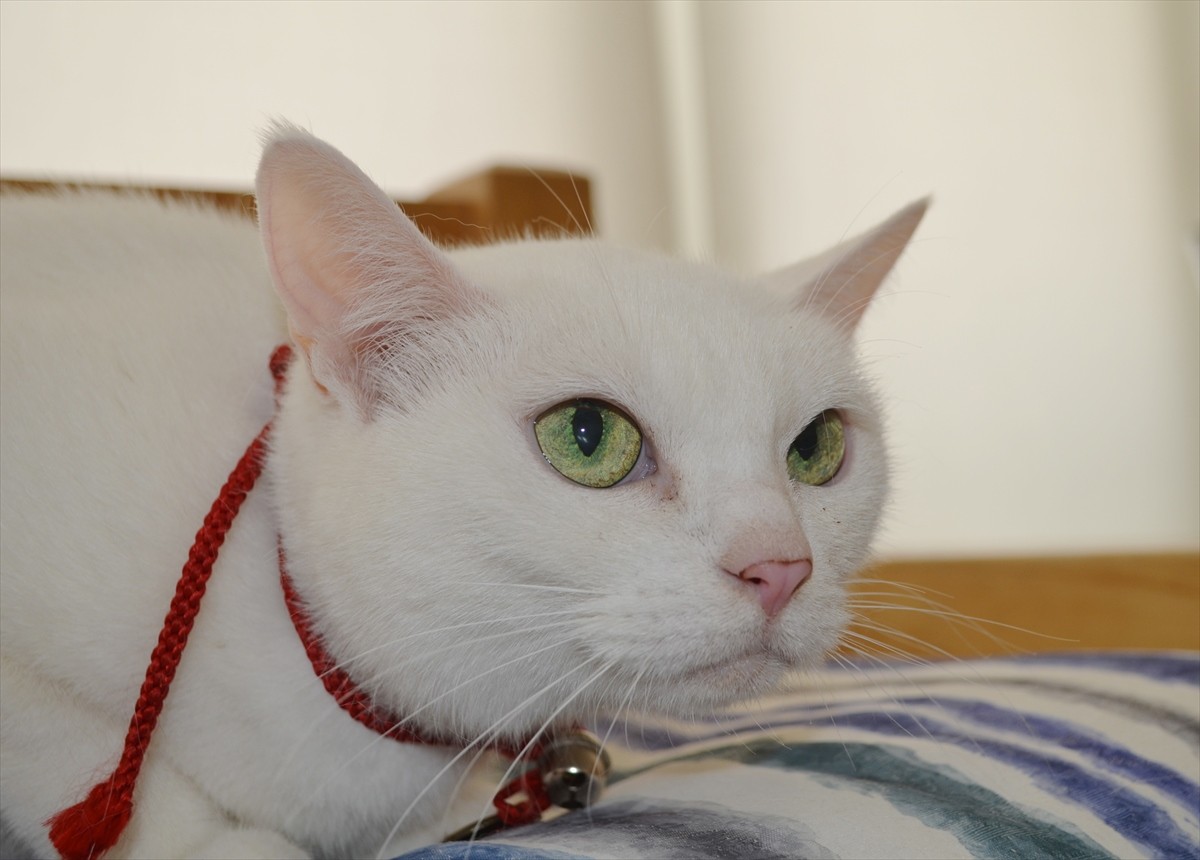 『猫侍』あなご、知られざる生い立ちとは？北村一輝をもメロメロにした白猫の魅力に迫る