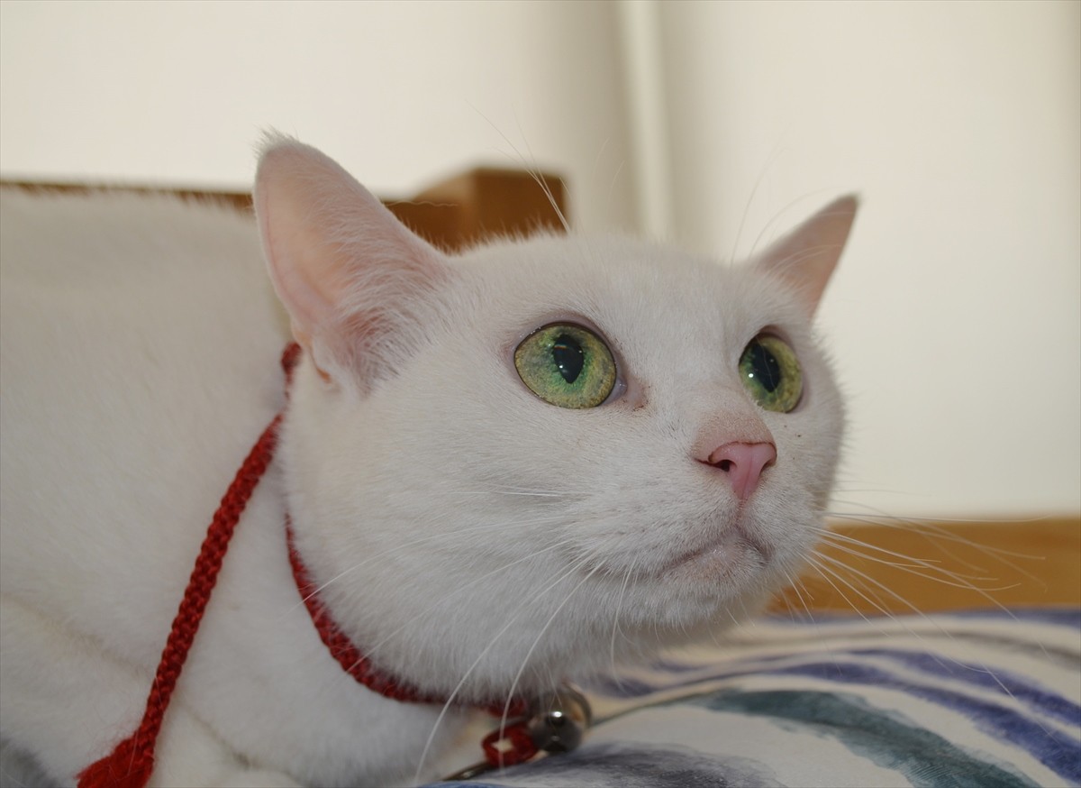 『猫侍』あなご、知られざる生い立ちとは？北村一輝をもメロメロにした白猫の魅力に迫る