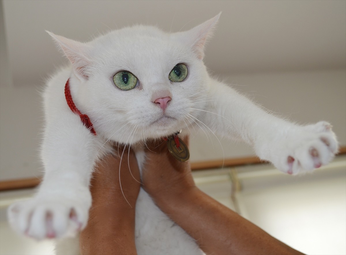 『猫侍』あなご、知られざる生い立ちとは？北村一輝をもメロメロにした白猫の魅力に迫る