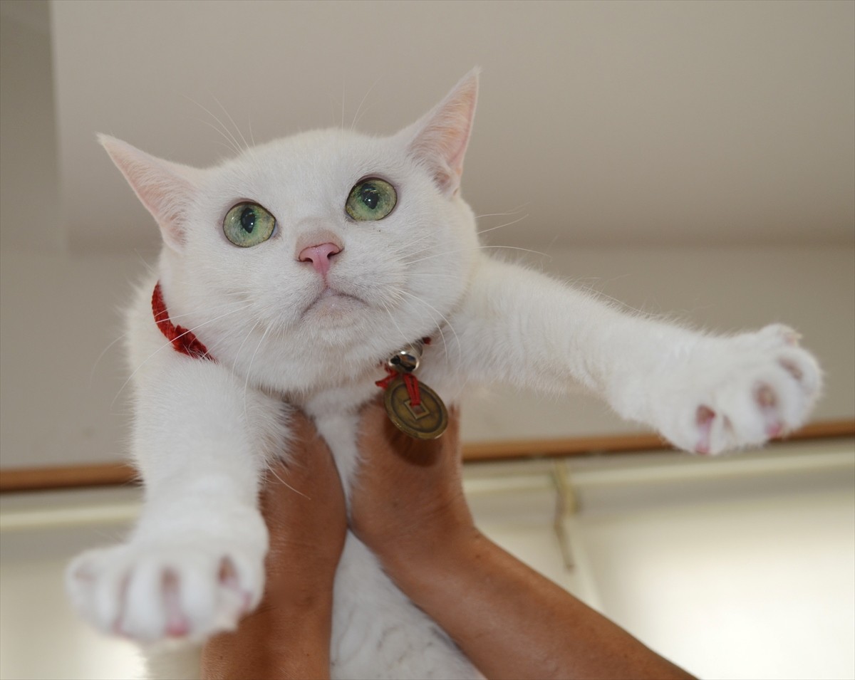 『猫侍』あなご、知られざる生い立ちとは？北村一輝をもメロメロにした白猫の魅力に迫る