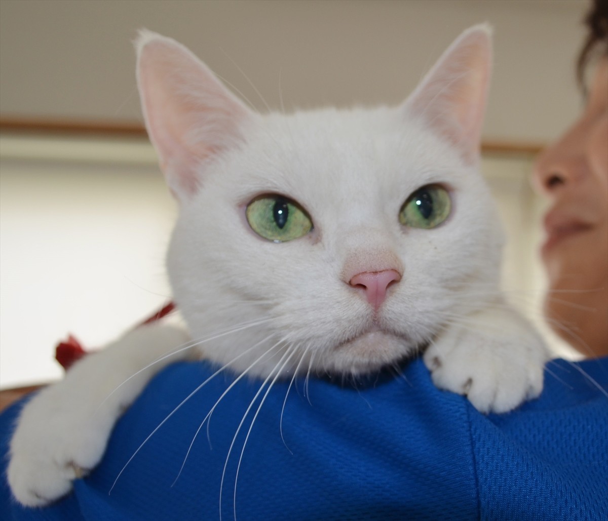 『猫侍』あなご、知られざる生い立ちとは？北村一輝をもメロメロにした白猫の魅力に迫る