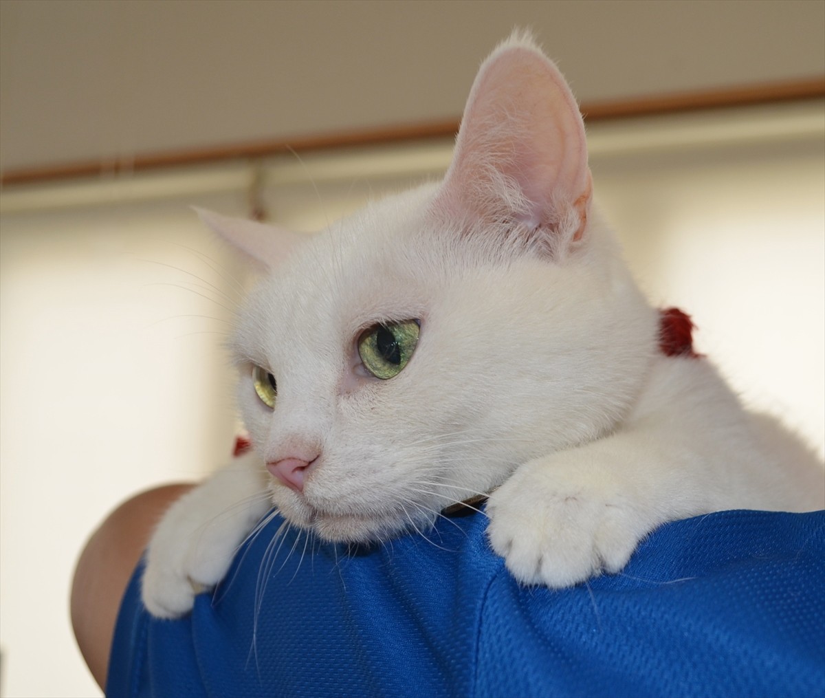 『猫侍』あなご、知られざる生い立ちとは？北村一輝をもメロメロにした白猫の魅力に迫る