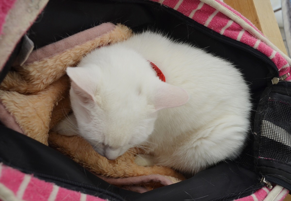 『猫侍』あなご、知られざる生い立ちとは？北村一輝をもメロメロにした白猫の魅力に迫る