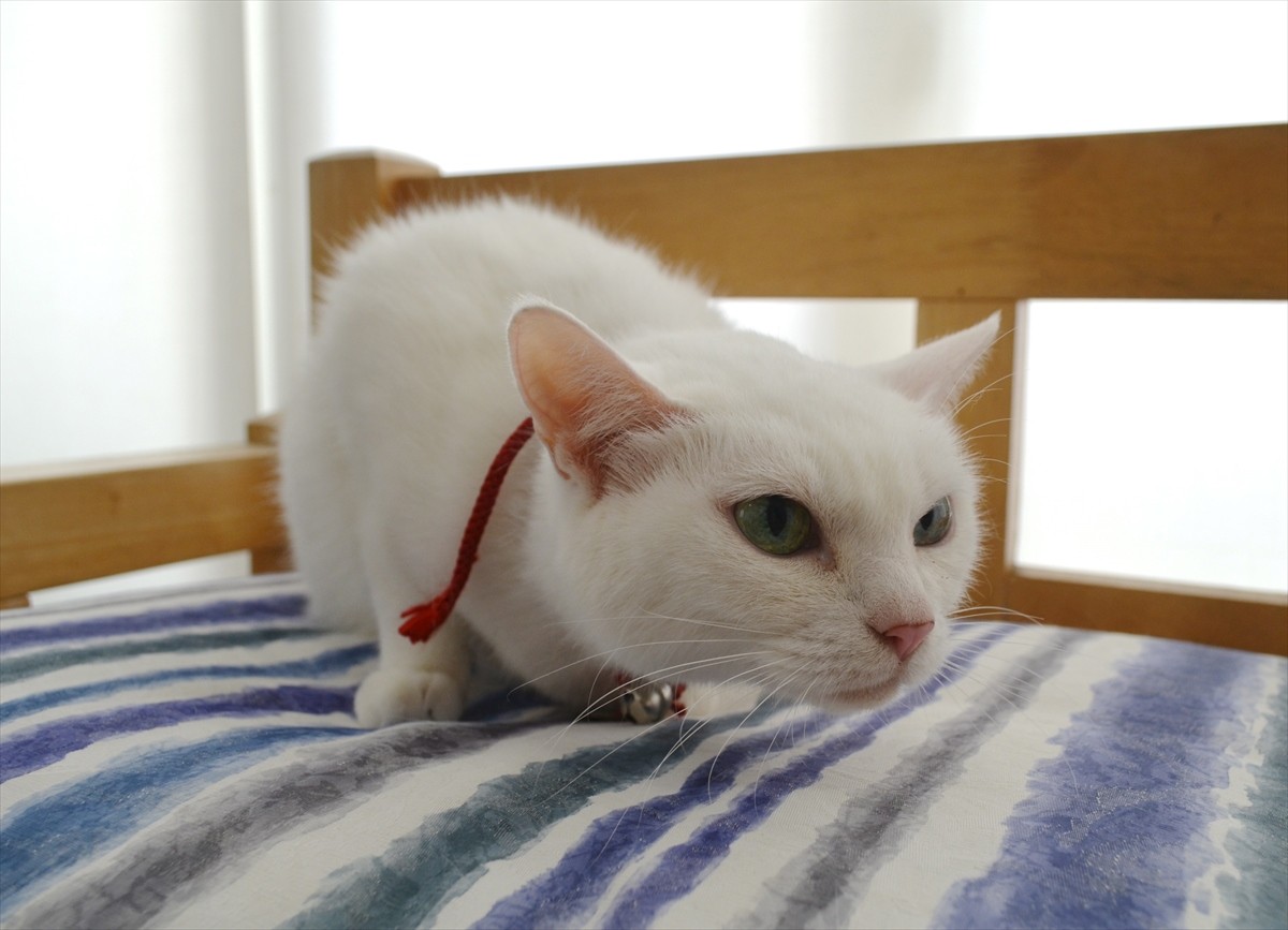 『猫侍』あなご、知られざる生い立ちとは？北村一輝をもメロメロにした白猫の魅力に迫る