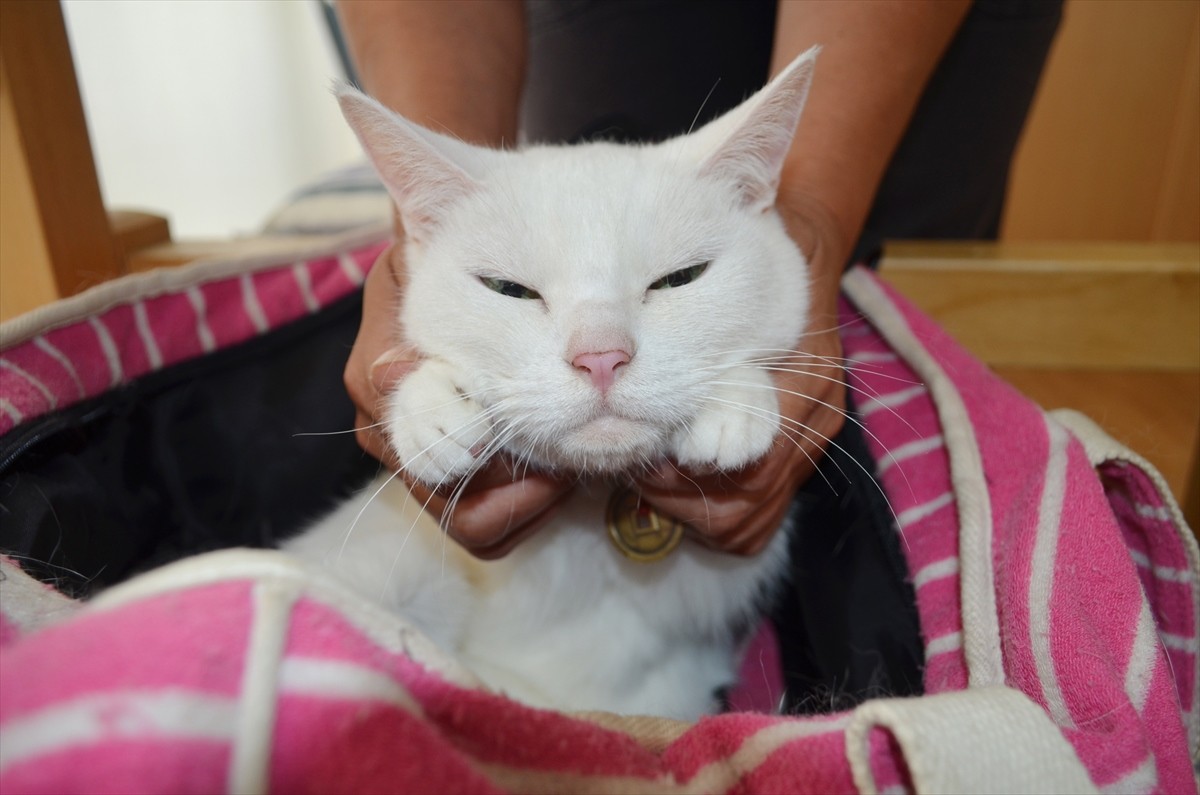 『猫侍』あなご、知られざる生い立ちとは？北村一輝をもメロメロにした白猫の魅力に迫る