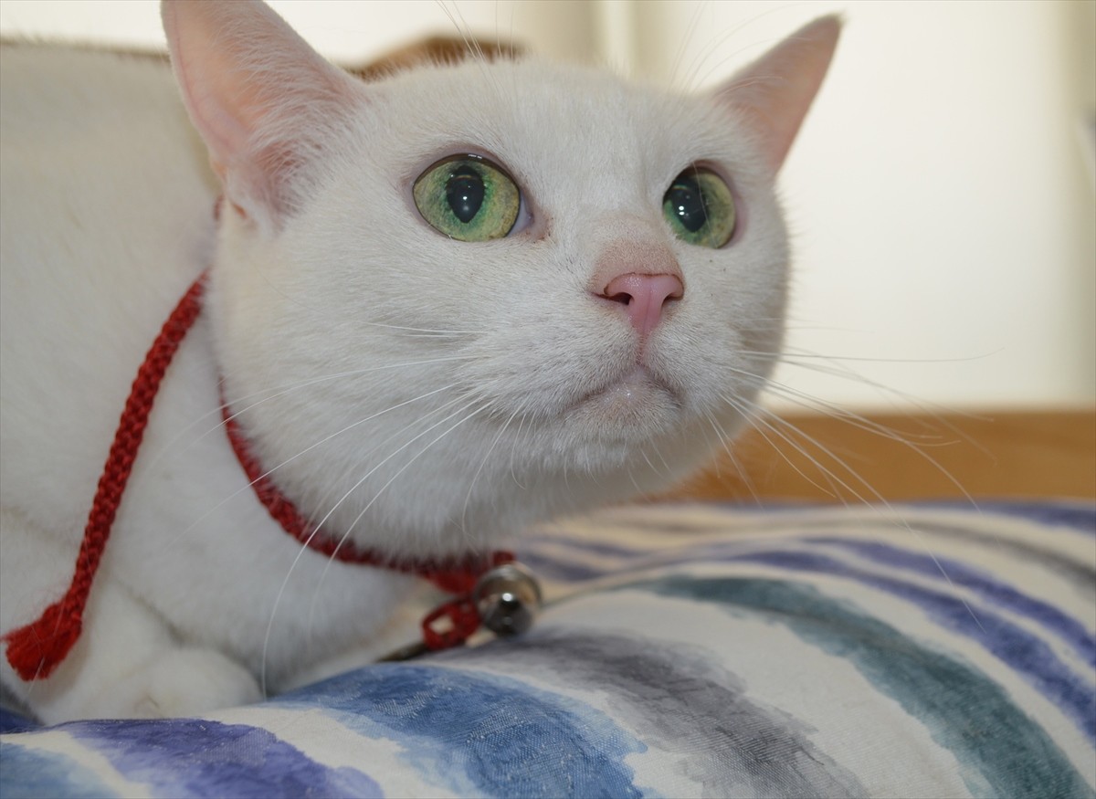 『猫侍』あなご、知られざる生い立ちとは？北村一輝をもメロメロにした白猫の魅力に迫る