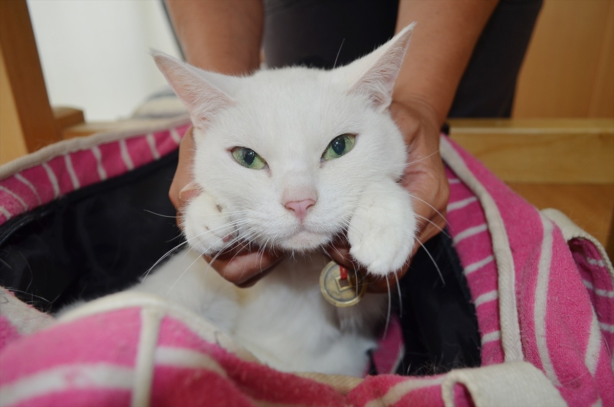 『猫侍』あなご、知られざる生い立ちとは？北村一輝をもメロメロにした白猫の魅力に迫る