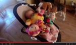 犬が赤ちゃんを泣かせて「ごめんね」　埋もれるほどオモチャでお詫びする動画が可愛い